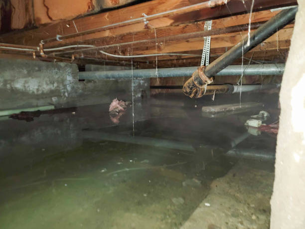 Best Mold Prevention and Remediation in Monroe, WA